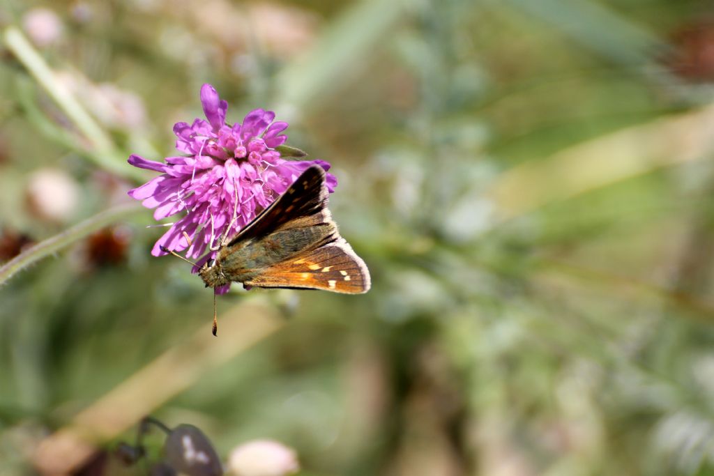 Hesperia comma? S